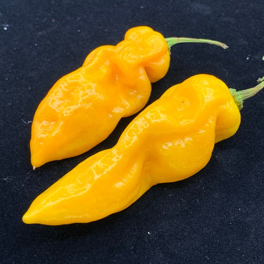 Fools Gold Scorpion - Seeds - The Pepper Pantry (Formerly Marie Sharp's)